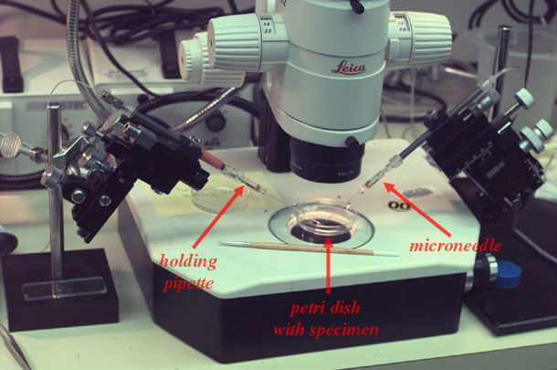 Introduction of the Interactive Atlas of Zebrafish Vascular